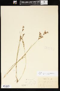 Juncus brevicaudatus image