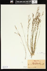 Juncus brevicaudatus image