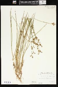 Juncus brevicaudatus image