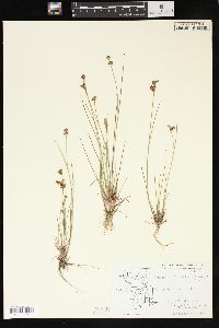 Juncus brevicaudatus image