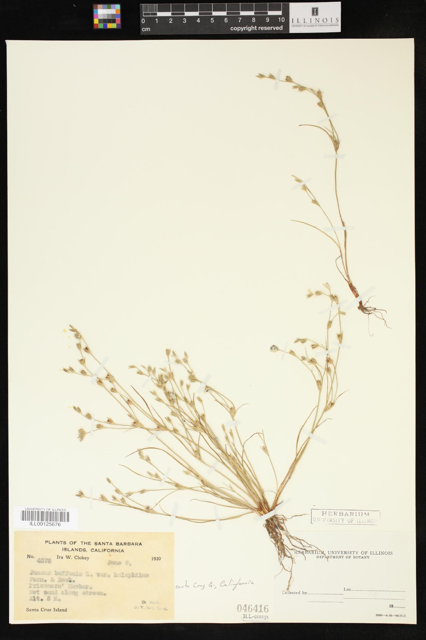 Juncus ambiguus image