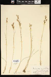 Juncus brevicaudatus image