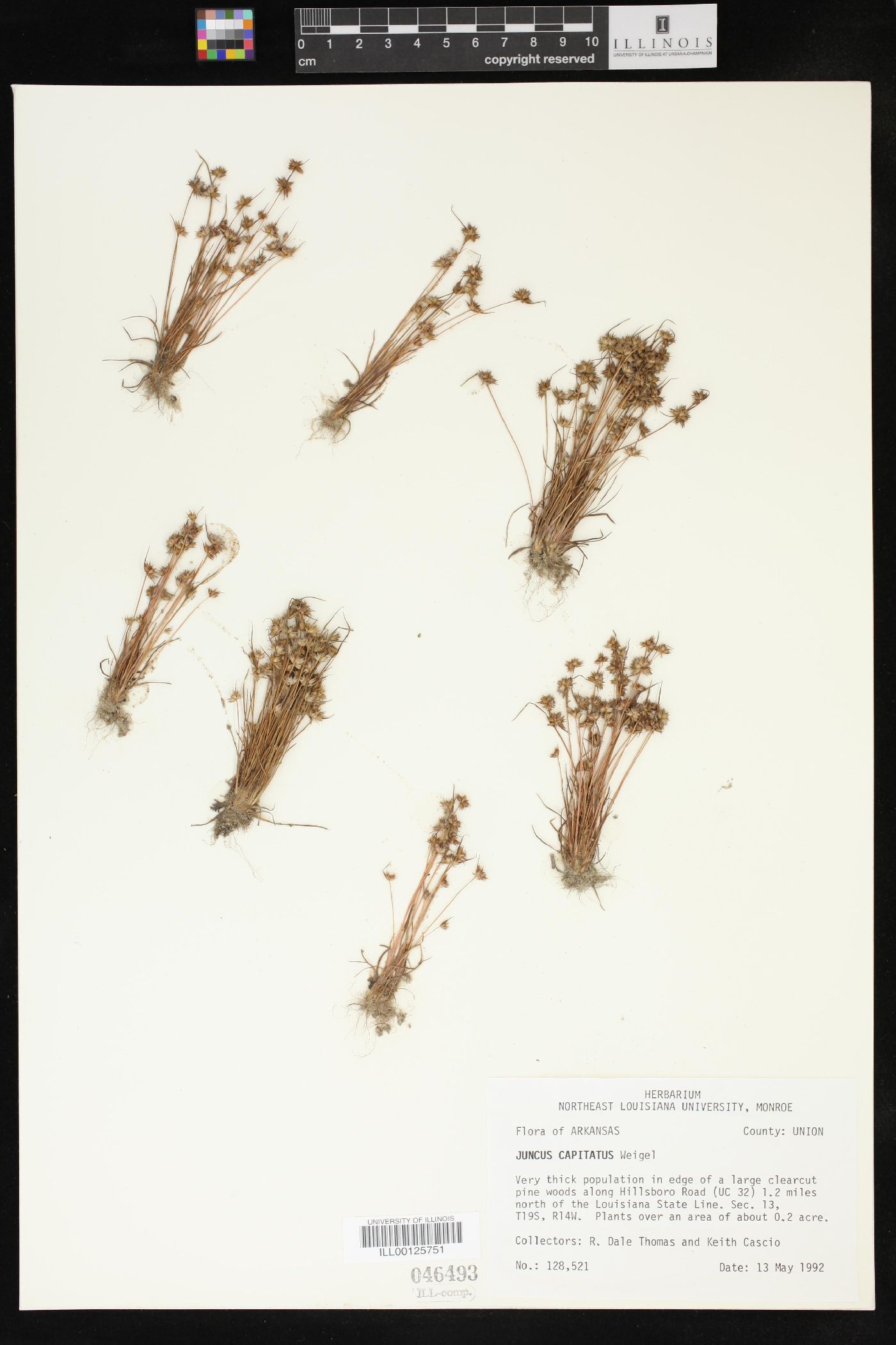 Juncus capitatus image