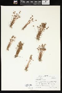 Juncus capitatus image