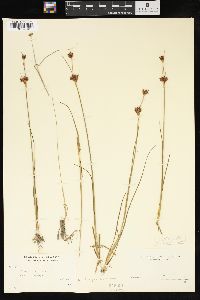 Juncus castaneus image
