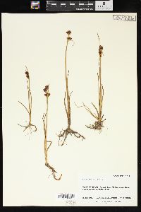 Juncus castaneus image