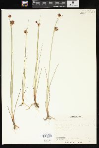 Juncus castaneus image