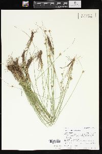 Juncus confusus image