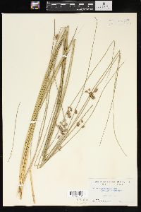 Juncus coriaceus image