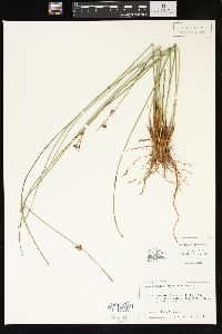 Juncus coriaceus image