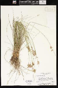 Juncus coriaceus image