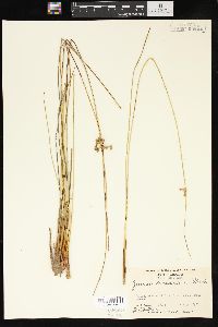 Juncus coriaceus image