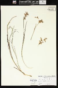 Juncus covillei image