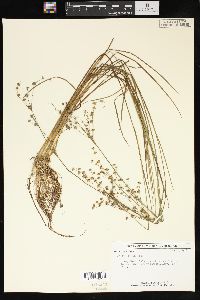 Juncus debilis image