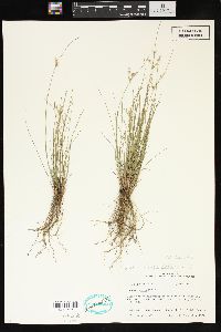 Juncus dichotomus image