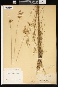 Juncus dichotomus image