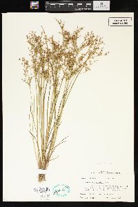 Juncus diffusissimus image