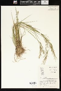 Juncus diffusissimus image