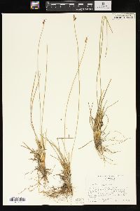 Juncus drummondii image