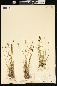 Juncus drummondii image