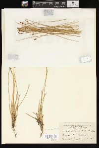 Juncus drummondii image