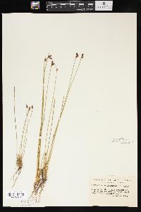 Juncus drummondii image