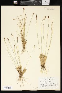 Juncus drummondii image