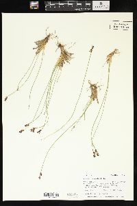 Juncus drummondii image