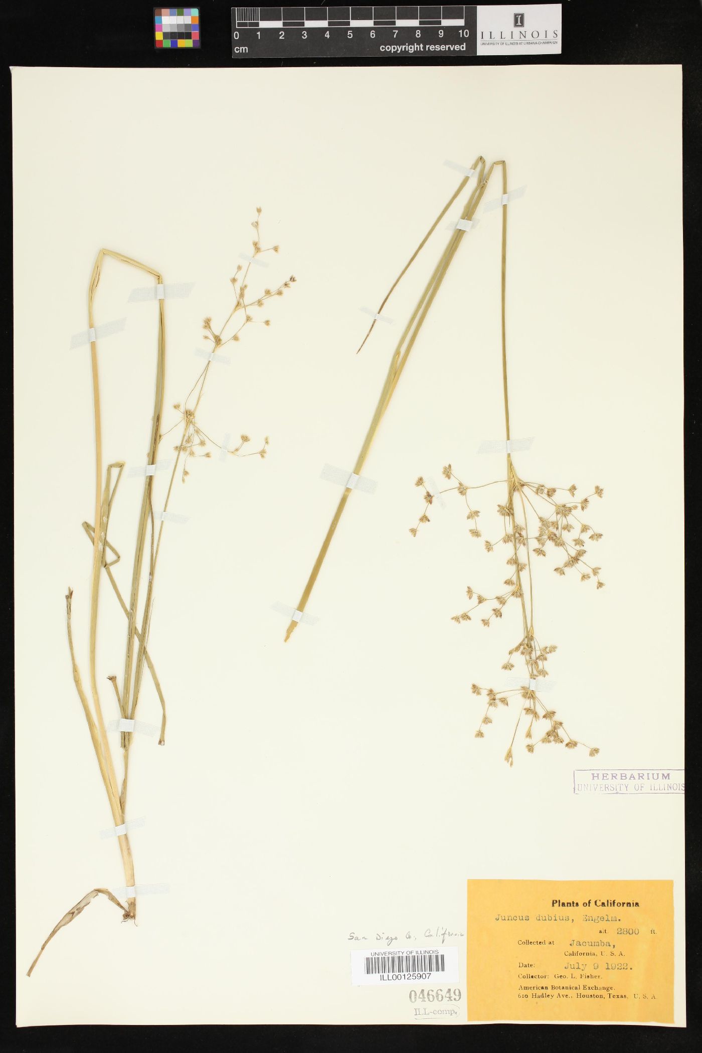 Juncus dubius image