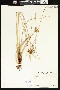 Juncus effusus var. solutus image