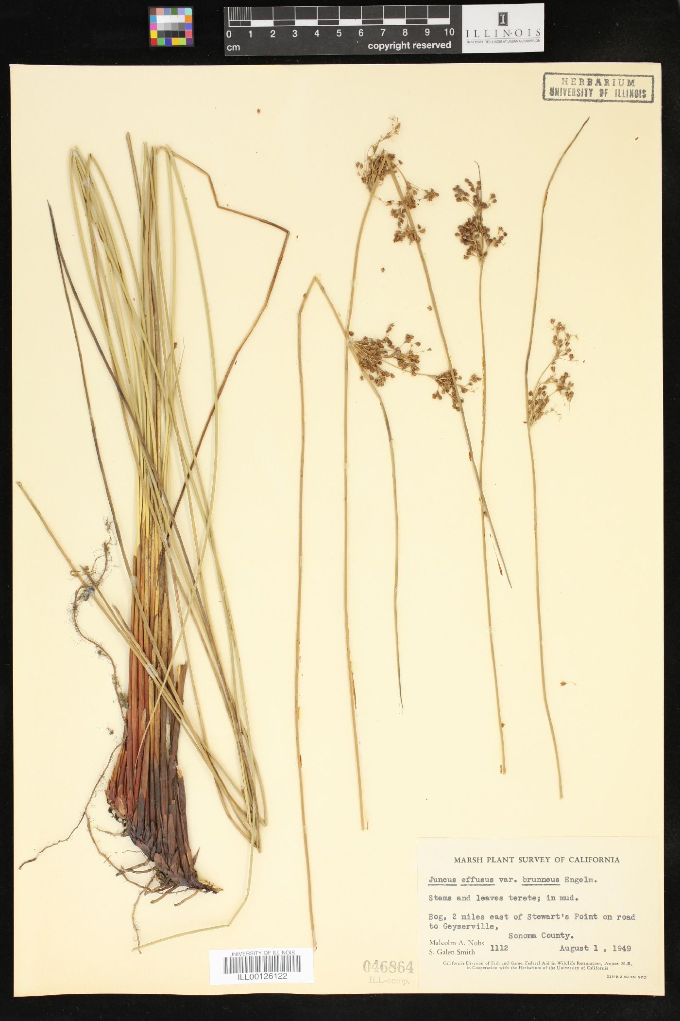 Juncus effusus var. brunneus image