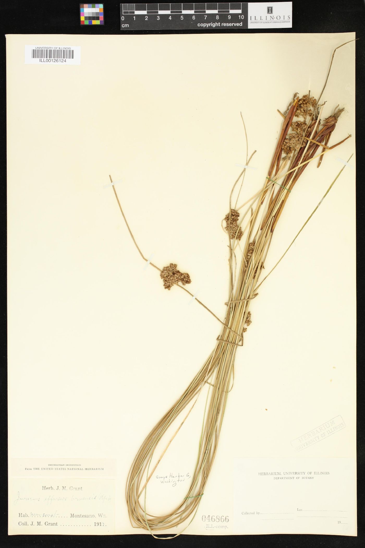 Juncus effusus var. brunneus image