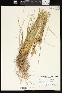 Juncus effusus var. pacificus image