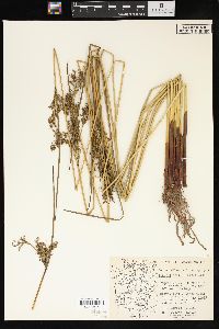 Juncus effusus subsp. pacificus image