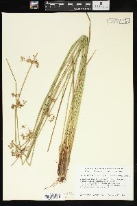 Juncus effusus var. pylaei image