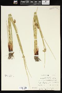 Juncus effusus var. pylaei image