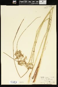 Juncus effusus var. pylaei image