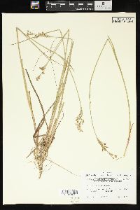 Juncus elliottii image