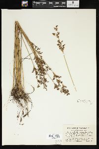 Juncus elliottii image