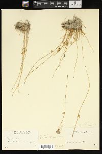 Juncus filiformis image