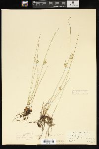 Juncus filiformis image