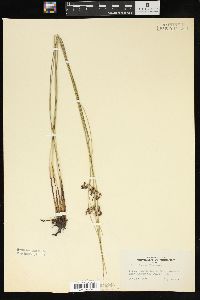 Juncus filiformis image
