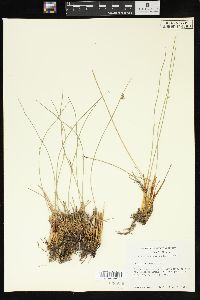 Juncus filiformis image