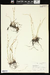 Juncus filiformis image