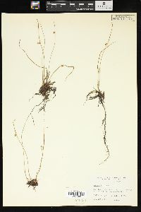 Juncus filiformis image