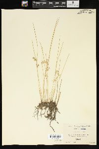 Juncus filiformis image