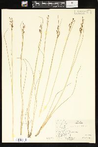 Juncus gerardii image