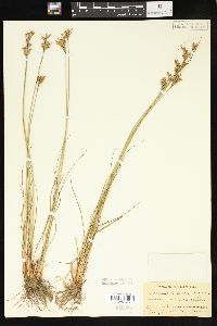 Juncus gerardii image