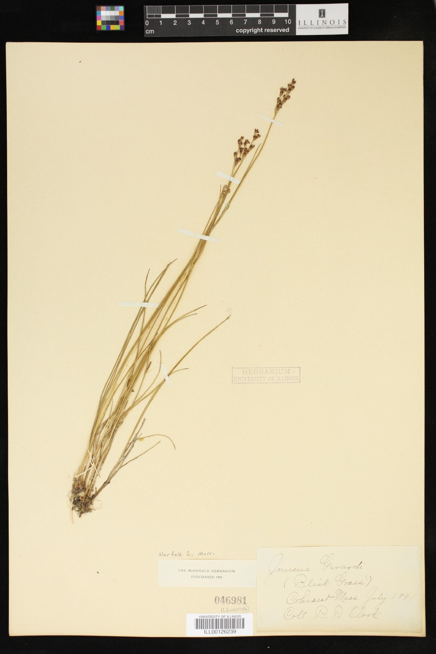 Juncus gerardii image