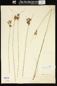 Juncus greenei image